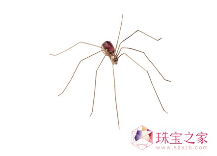 ʌƷƐ˼IRISϺ錚չlϵƷ